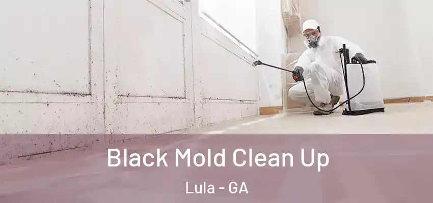  Black Mold Clean Up Lula - GA