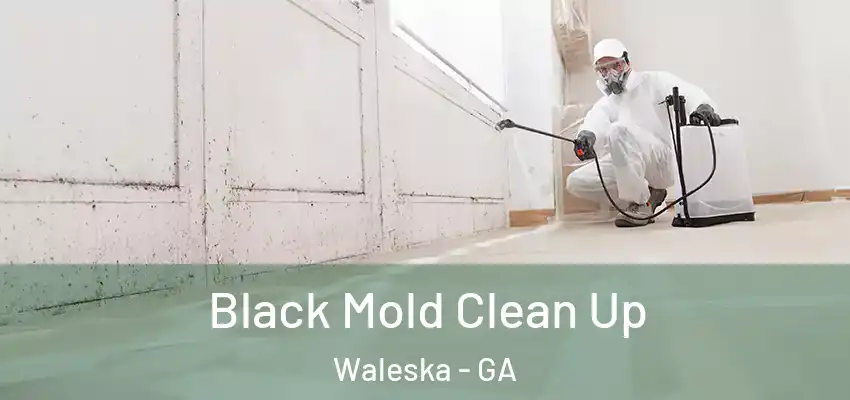 Black Mold Clean Up Waleska - GA