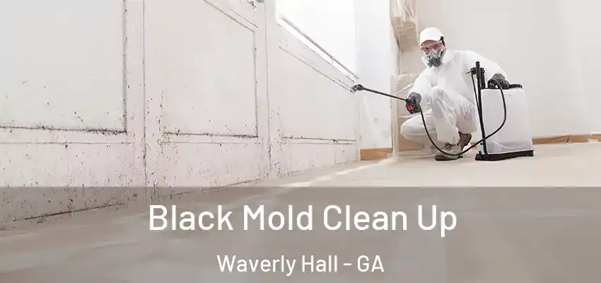 Black Mold Clean Up Waverly Hall - GA