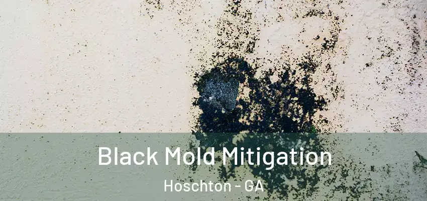 Black Mold Mitigation Hoschton - GA