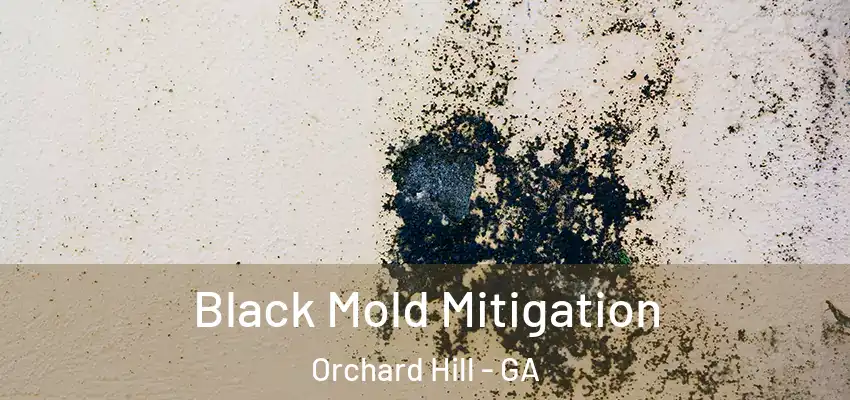 Black Mold Mitigation Orchard Hill - GA