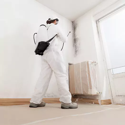 Trusted Black Mold Clean Up Experts in Hogansville, GA