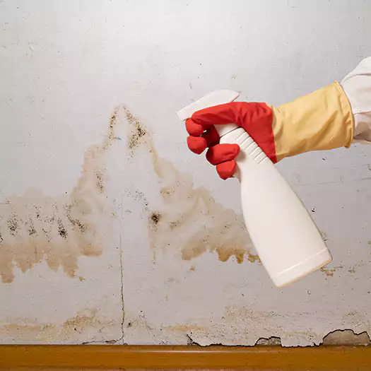 Trusted Black Mold Mitigation Specialists in Hogansville, GA