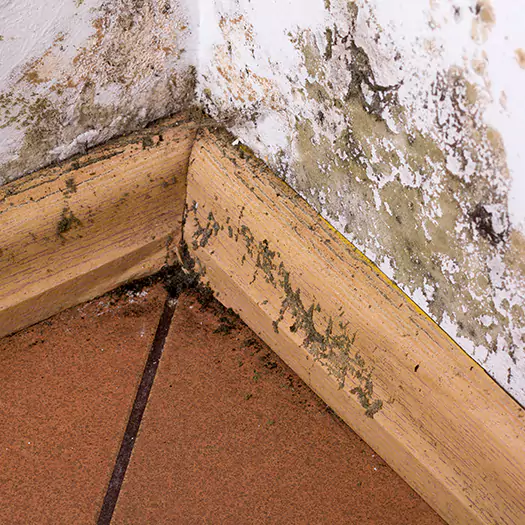 Trusted Cleaning Mold Off Wood Specialists in Hogansville, GA