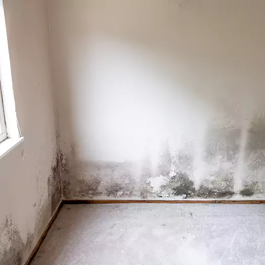 Trusted Mold Cleanup Specialists in Hogansville, GA