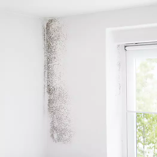 Trusted Mold Eradication Professionals Serving in Hogansville, GA