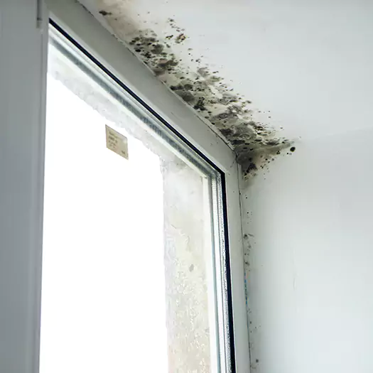 Experienced Mold Mitigation Specialists in Hogansville, GA