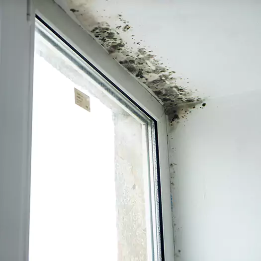 Trusted Mold on Bathroom Ceiling Experts in Hogansville, GA