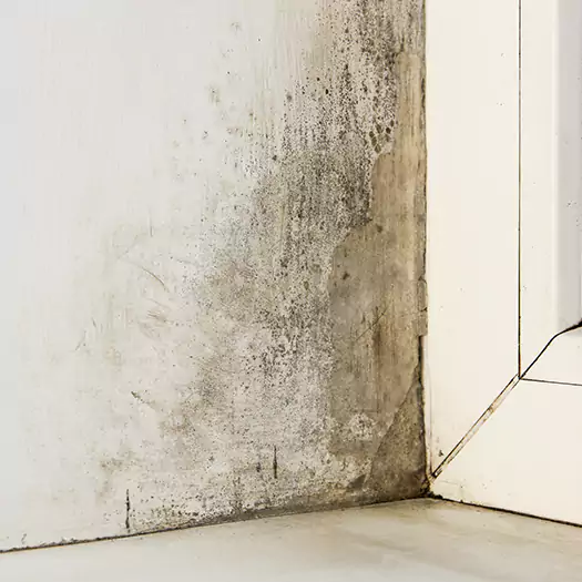 Skilled Mold on Drywall Experts in Hogansville, GA