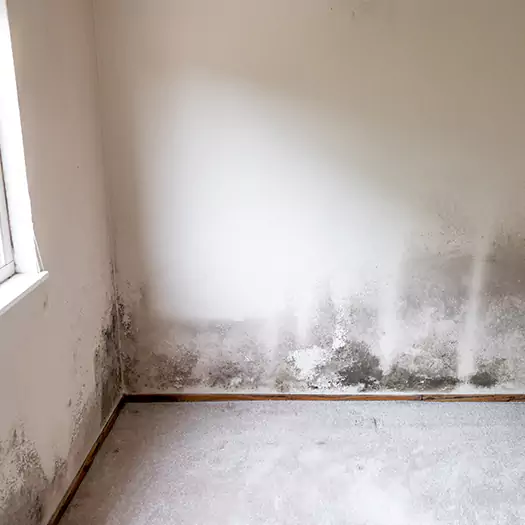Trusted Mold on the Wall Experts in Hogansville, GA