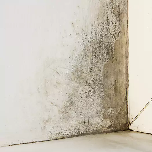 #1 Mold Remediation and Removal Experts in Hogansville, GA
