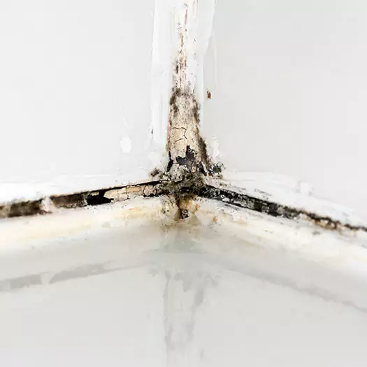 Trusted Shower Mold Removal Experts in Hogansville, GA