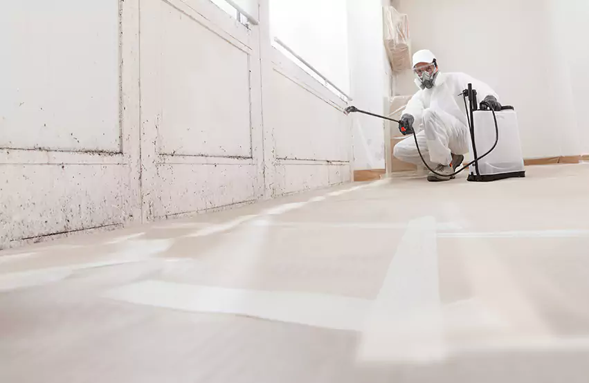 Professional Mold Remediation & Restoration Experts in Hogansville, GA