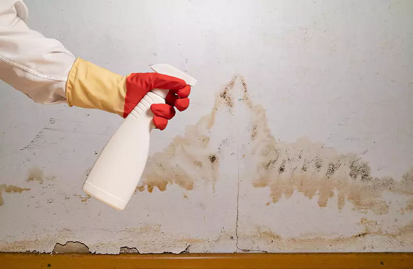 Prevent Future Mold in Hogansville, GA