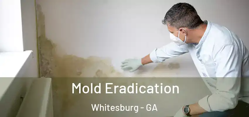  Mold Eradication Whitesburg - GA